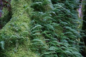 The native licorice fern grows just as well in a garden bed as it does on a dead tree trunk or log. (Richie Steffen)