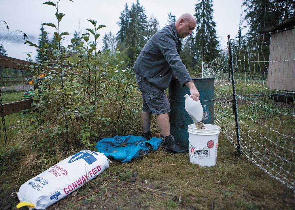 Jeremy Ballinger preps the feed for one of his meat chicken flocks at Flying Fortress Farm, just north of Granite Falls. (Olivia Vanni / The Herald)