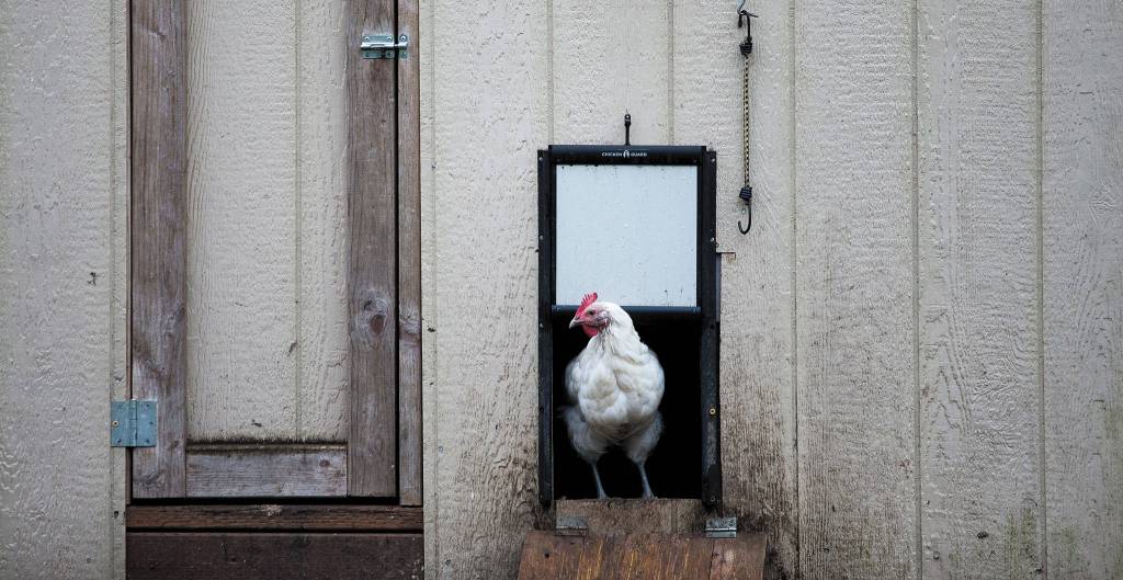 A laying hen peeks out of a chicken coop at Flying Fortress Farm. (Olivia Vanni / The Herald)