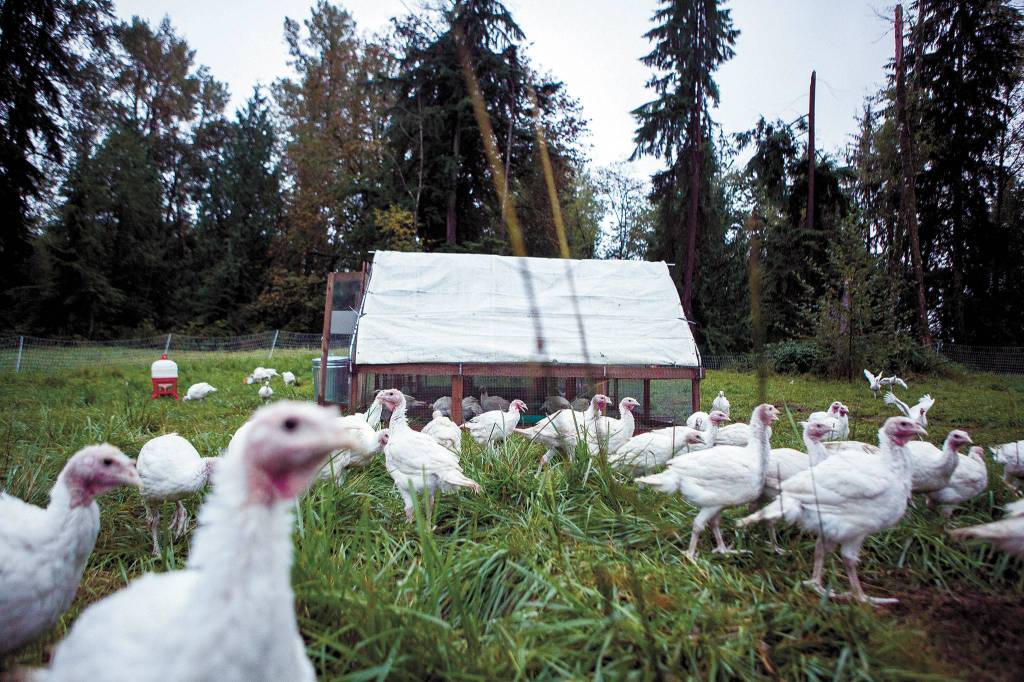 A flock of Thanksgiving turkeys on Flying Fortress Farm. (Olivia Vanni / The Herald)