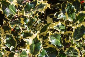 What gardener isn't thankful for variegated hollies? They're lovely in the winter garden. (Getty Images)