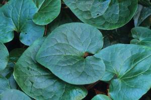 Western wild ginger keeps rust-brown flowers hidden under its foliage in the wintertime. (Richie Steffen)