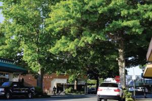 View of trees at 5th Avenue S and Main Street in Edmonds. (City of Edmonds)