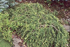Prostrate Canadian hemlock is a year-round evergreen with bright green new growth in the spring. (Richie Steffen)