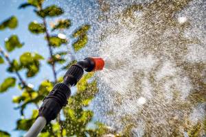 Now is a good time to spray the leaves of fruit trees against pests with products made with natural minerals. (Getty Images)