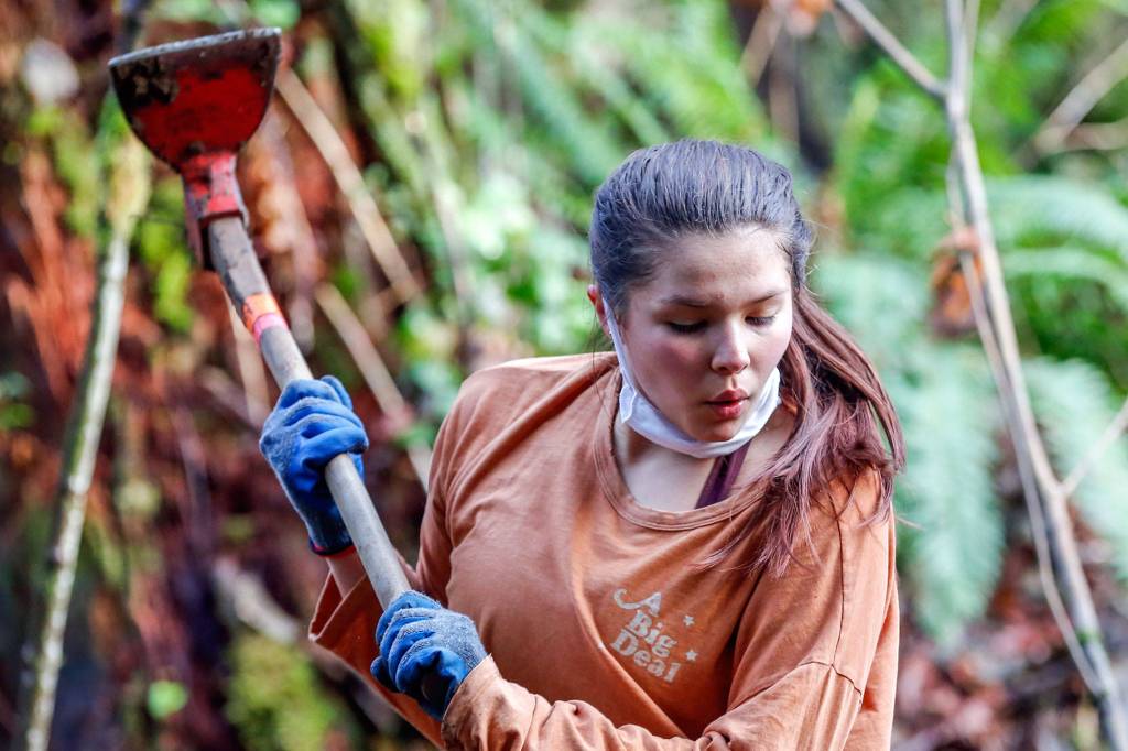 Jaime Larson works to cut free a root during a construction of a new trail in Darrington on Nov. 27. (Kevin Clark / The Herald)
