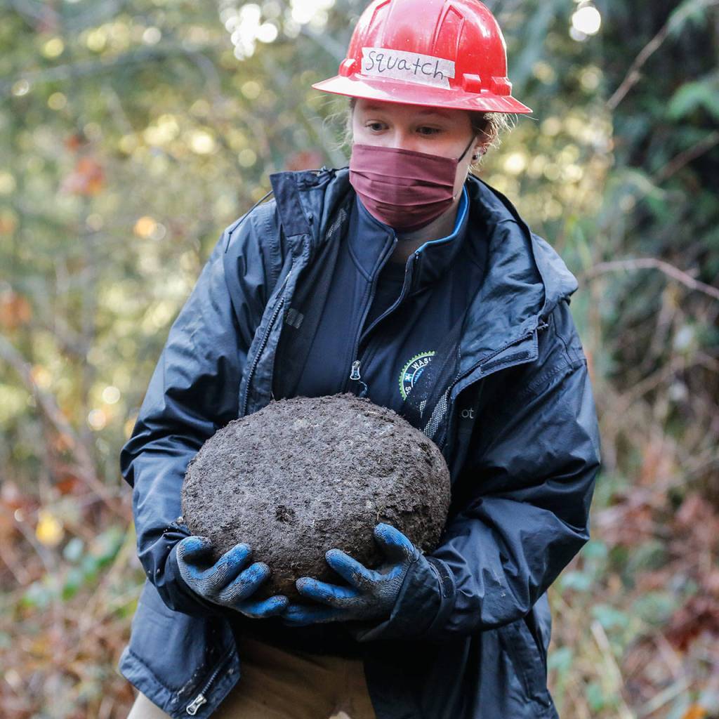 Karly Studley hauls a newly uncovered stone during construction on a new trail in Darrington on Nov. 27. (Kevin Clark / The Herald)