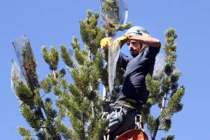 FILE - In this 2013 file photo, cone collectors like Gabe Thorne, of Hamilton, head up into the high country around the west to climb to the very top of whitebark pine and collect cones from disease-free trees in Sula, Mont. U.S. officials say climate change, beetles and a deadly fungus are imperiling the long-term survival of the high-elevation tree found in the western U.S.. (AP Photo/Ravalli Republic via AP, File)