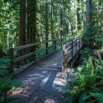 A small bridge crosses over creek in the proposed Middle May sale on Wednesday, July 29, 2020 in Gold Bar, Wa. (Olivia Vanni / The Herald)