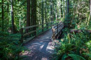 A small bridge crosses over creek in the proposed Middle May sale on Wednesday, July 29, 2020 in Gold Bar, Wa. (Olivia Vanni / The Herald)