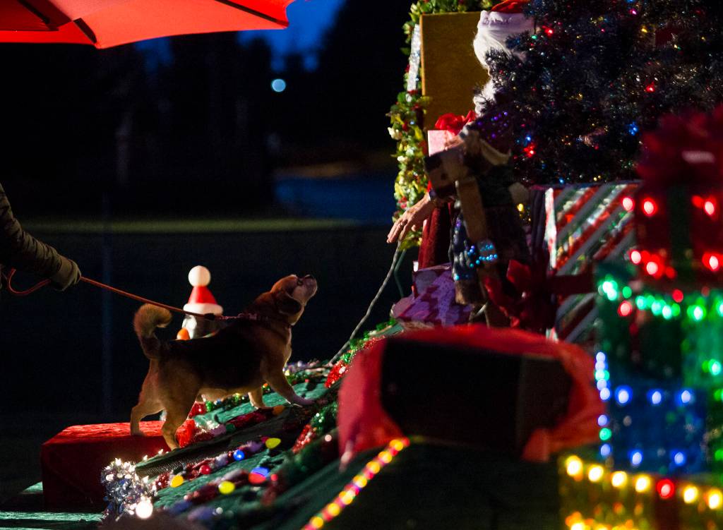 Diesel the dog hesitantly smells Santa Claus during the socially distanced meet-up hosted by Maryfest on Thursday in Marysville. (Olivia Vanni / The Herald)