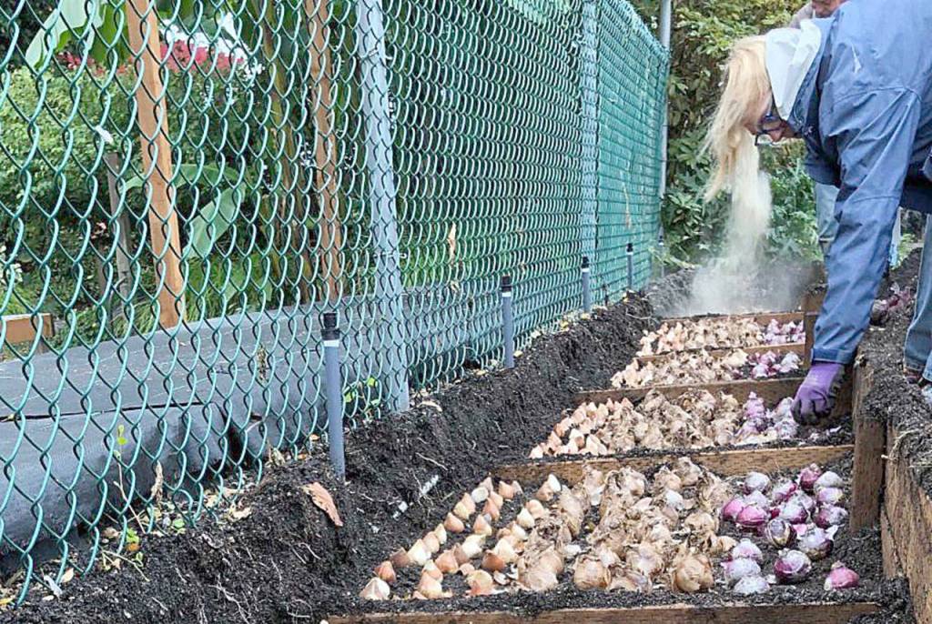 Its not too late to plant bulbs. Get them in the ground ASAP, and they should bloom right on time. (Nicole Phillips)