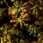 The Everett Public Library is hosting a webinar on how to make your own carnivorous terrarium Dec. 5 via Crowdcast. (Photo for The Washington Post by Bert GF Shankman)
