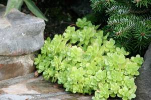 Mexican sedum is an excellent groundcover plant, forming a dense carpet of glossy chartreuse leaves. (Richie Steffen)