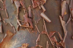 You can’t walk by a paperbark maple in the colder seasons without noticing its peeling bark. (Richie Steffen)