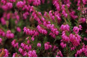 “Porter’s Red” heath — with hundreds of small, urn-shaped, magenta flowers — adds winter interest to the garden. (Richie Steffen)
