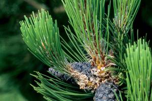 With its stately form and upright needles, the Bosnian pine adds an aristocratic air to the garden. (Richie Steffen)