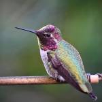 Next years Sustainable Gardening Winter Speaker Series includes a Hummingbird Madness class with the one and only Ciscoe Morris. (Anna Medwenitsch)
