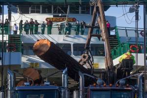Ferry passengers watch as logs are moved after a semitruck hauling large logs spilled its cargo on the ramp of the Edmonds ferry terminal, stranding the ferry Spokane at the dock, on Monday, Dec. 28, 2020 in Edmonds, Washington. Approximately 80 cars and passengers waited for hours for the logs to be cleared. (Andy Bronson / The Herald)