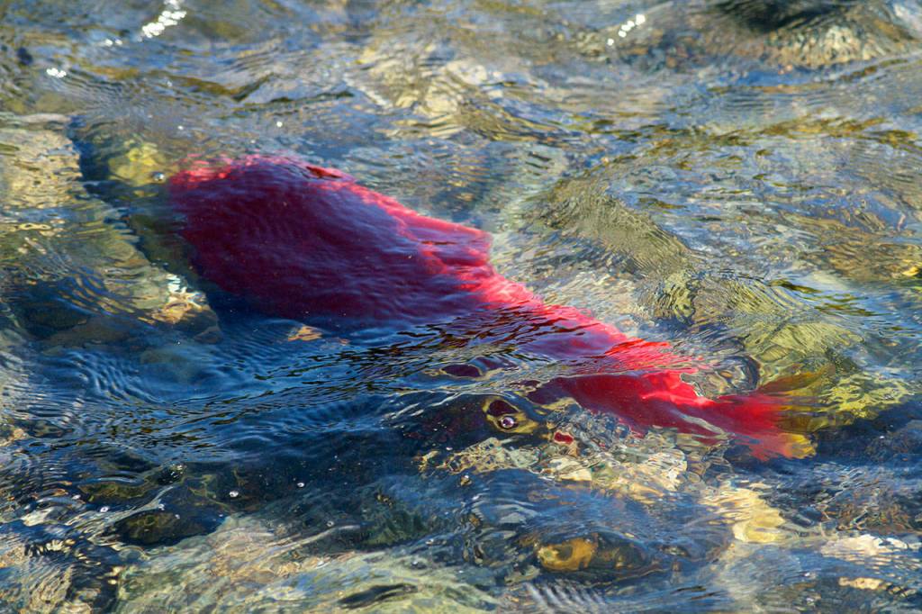 The forecast for salmon runs in 2020 was bleak. (Mike Benbow photo)