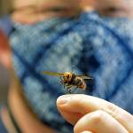 In this May 4 photo, Sven Spichiger, an entomologist with the Washington state Department of Agriculture, poses for a photo with an Asian giant hornet from Japan mounted on a pin in Olympia. The insect, which has been found in Washington state, is the worlds largest hornet, and has been dubbed the Murder Hornet in reference to its appetite for honey bees, and a sting that can be fatal to humans. (AP Photo/Ted S. Warren, File)