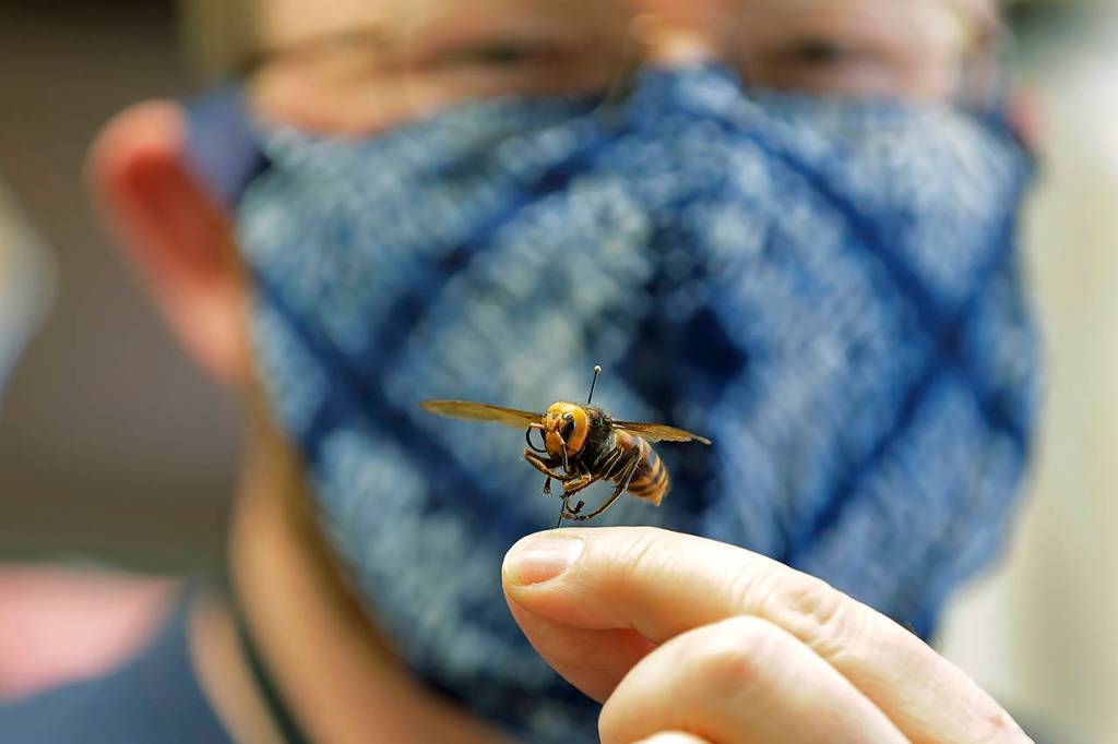 In this May 4 photo, Sven Spichiger, an entomologist with the Washington state Department of Agriculture, poses for a photo with an Asian giant hornet from Japan mounted on a pin in Olympia. The insect, which has been found in Washington state, is the worlds largest hornet, and has been dubbed the Murder Hornet in reference to its appetite for honey bees, and a sting that can be fatal to humans. (AP Photo/Ted S. Warren, File)