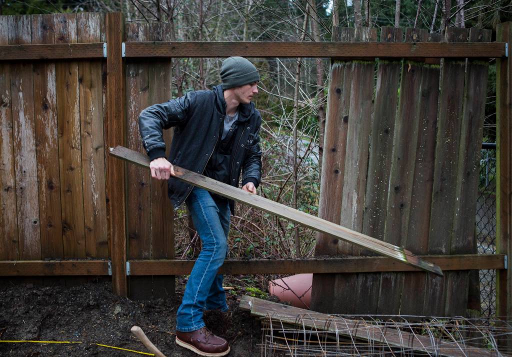 Dillon Carlson breaks down an old fence that will be replaced at a home in Lynnwood. (Olivia Vanni / The Herald)