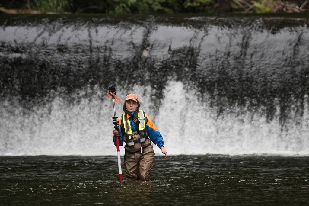 With the Pilchuck Dam flowing behind her, Katie Seguin, with the United States Geological Survey, holds a prism pole while standing in the Pilchuck River on June 30 in Granite Falls. Crews were mapping the riverbed in order to track how sediment moves, once the dam is removed. The Tulalip Tribes took a lead role in removal of the outdated diversion dam. (Andy Bronson / Herald file)