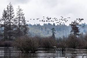 A large flock of ducks fly above the recently restored wetland area of Smith Island along Union Slough on Thursday, April 11, 2019 in Everett, Wash. (Olivia Vanni / The Herald)