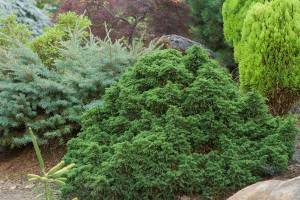 This dwarf Japanese cedar's evergreen foliage can take on a bronzy tone in winter if grown in full sun. (Richie Steffen)