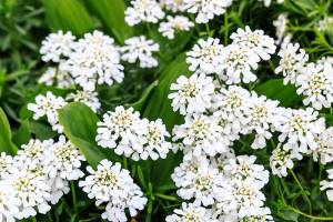 Though it’s only January, a neighbor’s candytuft is already in bloom. Spring will be here before we know it. (Getty Images)