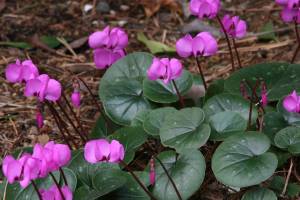 Persian violets feature white to pink to magenta flowers. All have purple markings at the base of the petals.(Richie Steffen)