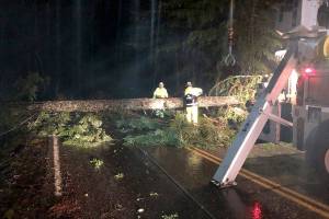 Snohomish County PUD crews cut a fallen tree near Monroe early Wednesday morning after strong winds caused widespread power outages. (Snohomish County PUD)