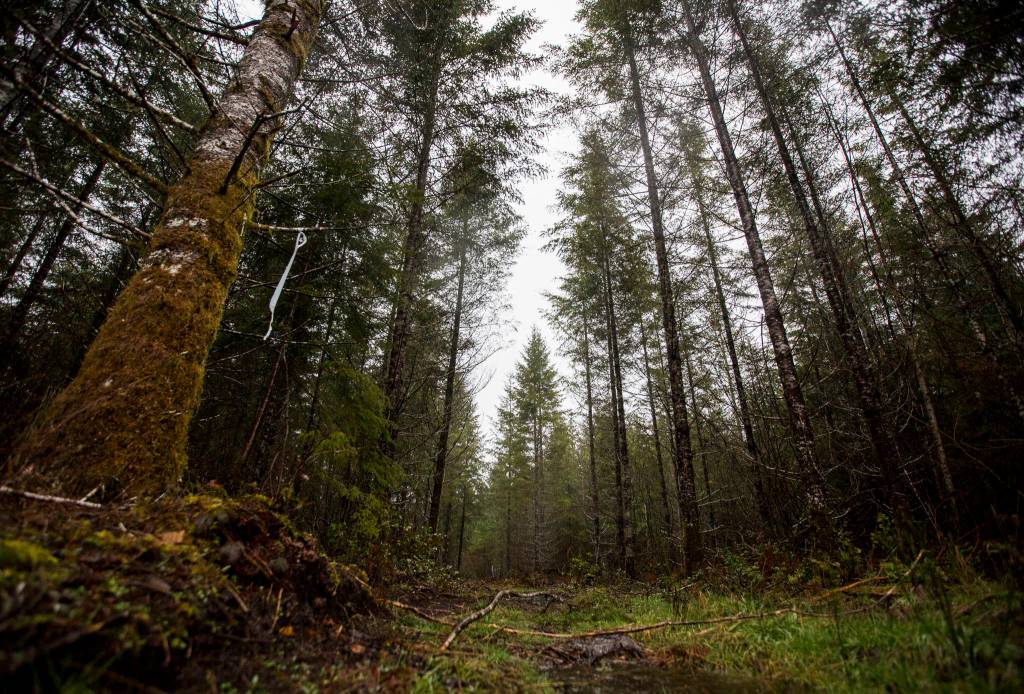 An access road leads into plot of land located in north Darrington that could potentially be used to build a 30-acre Wood Innovation Center, which will house CLT manufacturing and modular building companies. (Olivia Vanni / The Herald)
