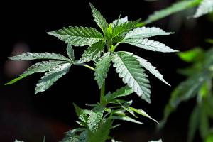 FILE - In this April 12, 2018, file photo, a marijuana plant awaits transplanting at the Hollingsworth Cannabis Company near Shelton, Wash. Five years after Washington launched its pioneering legal marijuana market, officials are proposing their most ambitious overhaul yet of the way the industry is regulated, with plans for boosting minority ownership of pot businesses, spreading out oversight among a range of state agencies, and letting the smallest cannabis producers increase the size of the operations in an effort to help them become more competitive. (AP Photo/Ted S. Warren, File)