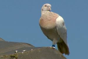 In this image made from video, a racing pigeon sits on a rooftop Wednesday, Jan. 13, 2021, in Melbourne, Australia, The racing pigeon, first spotted in late Dec. 2020, appears to have made an extraordinary 13,000-kilometer (8,000-mile) Pacific Ocean crossing from the United States to Australia. Experts suspect the pigeon named Joe, after the U.S. president-elect, hitched a ride on a cargo ship to cross the Pacific. (Channel 9 via AP)