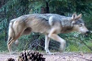 FILE - This June 29, 2017, file remote camera image provided by the U.S. Forest Service shows a female gray wolf and two of the three pups born in 2017 in the wilds of Lassen National Forest in Northern California. Trump administration officials on Thursday, Oct. 29, 2020, stripped Endangered Species Act protections for gray wolves in most of the U.S., ending longstanding federal safeguards and putting states in charge of overseeing the predators.  (U.S. Forest Service via AP, File)