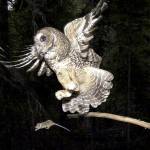In this 2003 photo, a northern spotted owl flies after an elusive mouse jumping off the end of a stick in the Deschutes National Forest near Camp Sherman, Oregon. (AP Photo/Don Ryan, File)