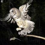 FILE - In this May 8, 2003, file photo, a Northern Spotted Owl flies after an elusive mouse jumping off the end of a stick in the Deschutes National Forest near Camp Sherman, Ore. The Trump administration has slashed more than 3 million acres of protected habitat for the northern spotted owl in Oregon, Washington and northern California, much of it in prime timber locations in Oregon's coastal ranges. Environmentalists are accusing the U.S. Fish and Wildlife Service under President Donald Trump of taking a "parting shot" at protections designed to help restore the threatened owl species. (AP Photo/Don Ryan, File)