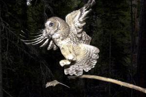 FILE - In this May 8, 2003, file photo, a Northern Spotted Owl flies after an elusive mouse jumping off the end of a stick in the Deschutes National Forest near Camp Sherman, Ore. The Trump administration has slashed more than 3 million acres of protected habitat for the northern spotted owl in Oregon, Washington and northern California, much of it in prime timber locations in Oregon's coastal ranges. Environmentalists are accusing the U.S. Fish and Wildlife Service under President Donald Trump of taking a "parting shot" at protections designed to help restore the threatened owl species. (AP Photo/Don Ryan, File)