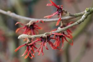 "Diane" witch hazel produces dark copper-red flowers in winter, providing quite a show against its bare branches. (Richie Steffen)