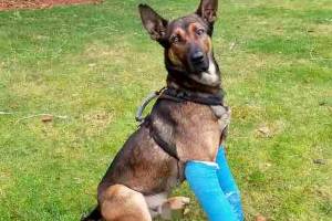 Rex, a Snohomish County Sheriff's canine, was injured in a training accident and faces a long recovery. (Submitted photo)