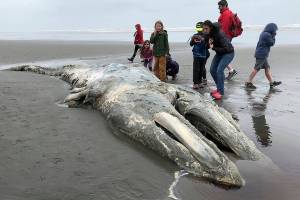 FILE - In this May 24, 2019, file photo, teachers and students from Northwest Montessori School in Seattle examine the carcass of a gray whale after it washed up on the coast of Washington's Olympic Peninsula, just north of Kalaloch Campground in Olympic National Park. Researchers say the population of gray whales off the West Coast of the United States has fallen by nearly one-quarter since 2016, resembling a similar die-off two decades ago. In a paper released Tuesday, Jan. 19, 2021, NOAA Fisheries reported that surveys counted about 6,000 fewer migrating whales last winter, 21,000 as compared to 27,000 in 2016. (AP Photo/Gene Johnson, File)