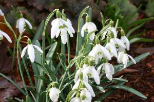 Common snowdrops are long lived and lend themselves to dividing and naturalizing in the landscape. (Richie Steffen)