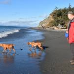 Photo by Emily Gilbert
Chessie and Calamity of Missoula, Montana touched the ocean for the first time at Fort Ebey State Park, according to owner Bill Hoff. The park is one of 28 state parks the Navy has identified as a training site in its new proposal.