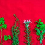 Parsley, thyme, rosemary and sage are winter hardy herbs. (Getty Images)