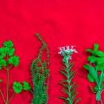 Parsley, thyme, rosemary and sage are winter hardy herbs. (Getty Images)