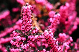 “Kramer’s Rote” is admired for its outstanding habit, evergreen foliage and vibrant flowers. (Richie Steffen)