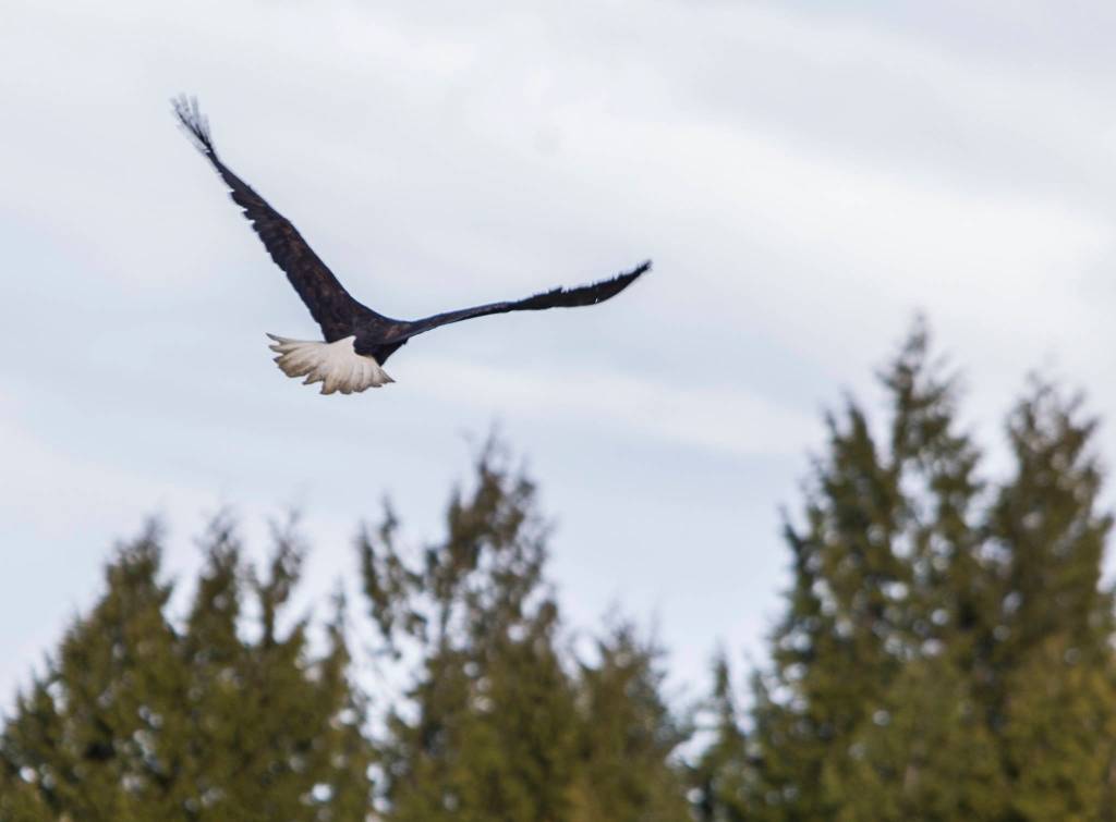 The bald eagle rehabilitated by PAWS flies after being released on Thursday in Mukilteo. (Olivia Vanni / The Herald)
