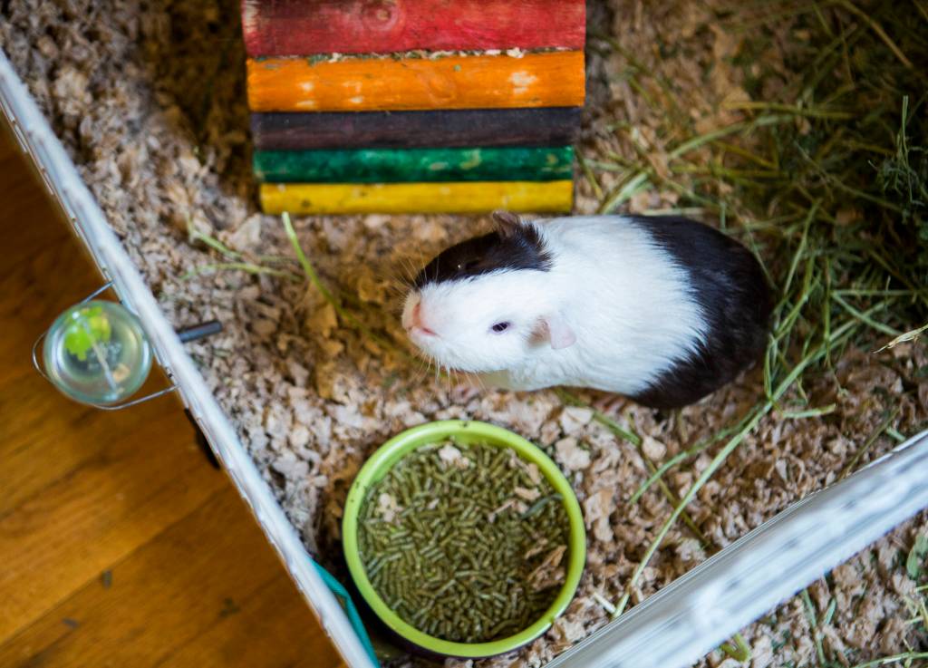 A rescue guinea pig looks up from its pen at Bigfoots Guinea Pig Rescue in Everett. (Olivia Vanni / The Herald)